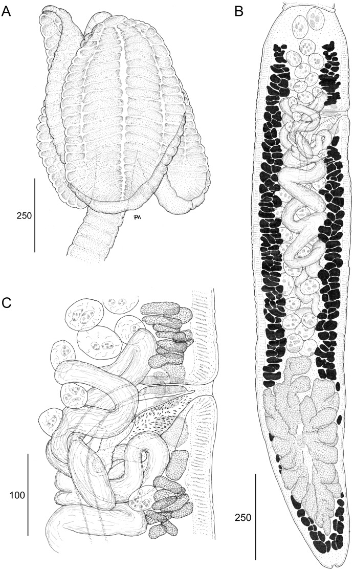 Fig 13