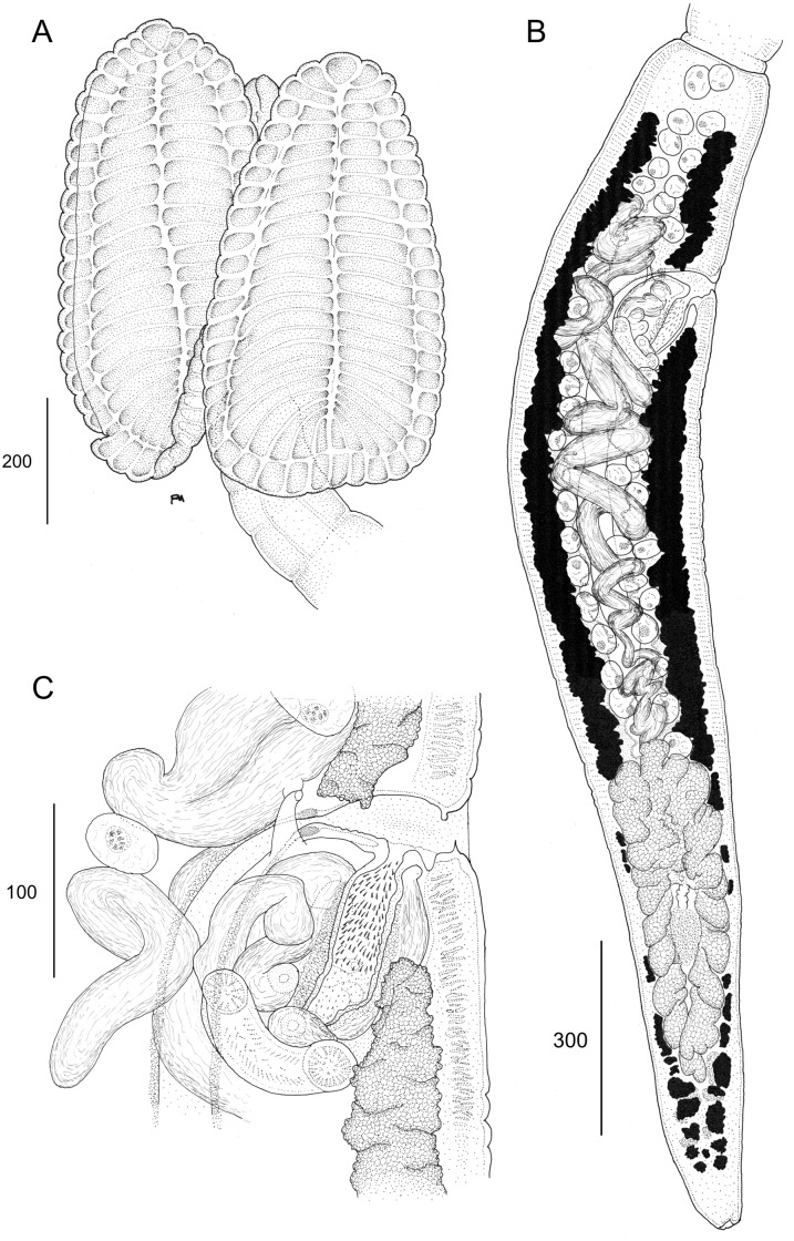 Fig 7