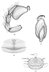 Figures 10–13.