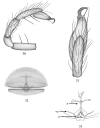Figures 30–33.