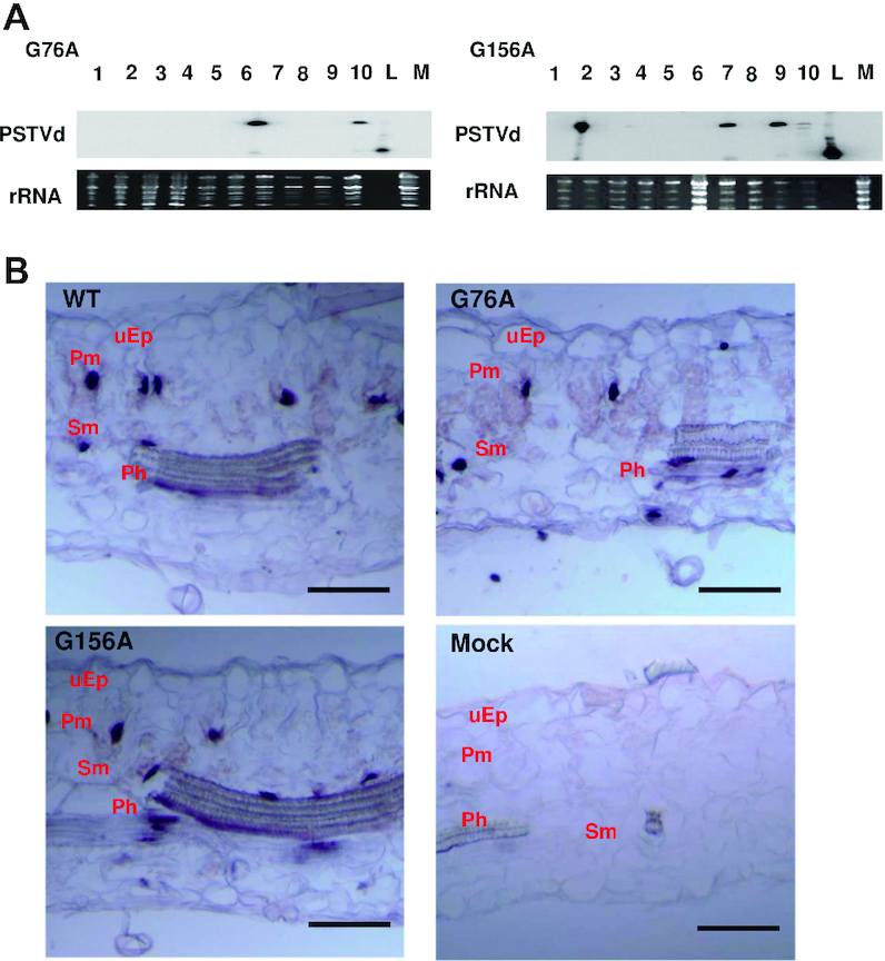 Figure 11.