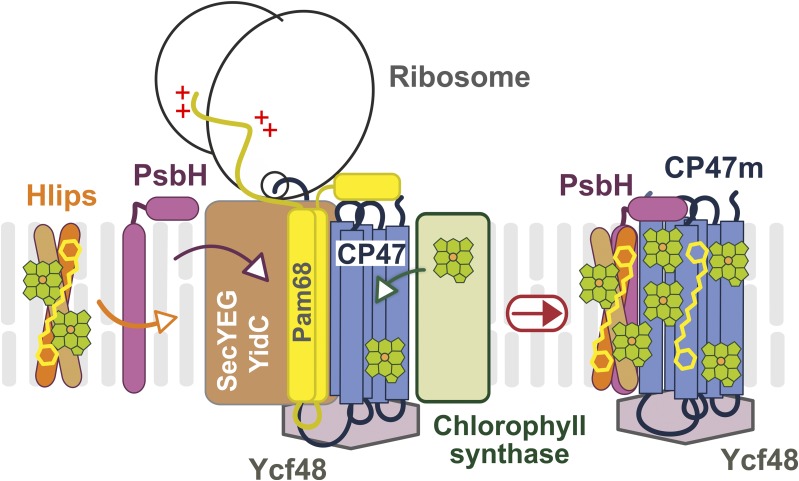 Figure 6.