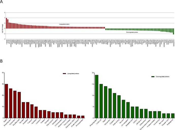 Itraq-based Proteomics Profiling Of Schwann Cells Before And After 