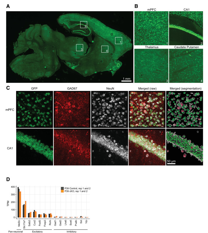 Figure 1—figure supplement 2.