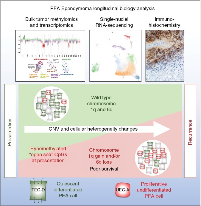 Graphical Abstract