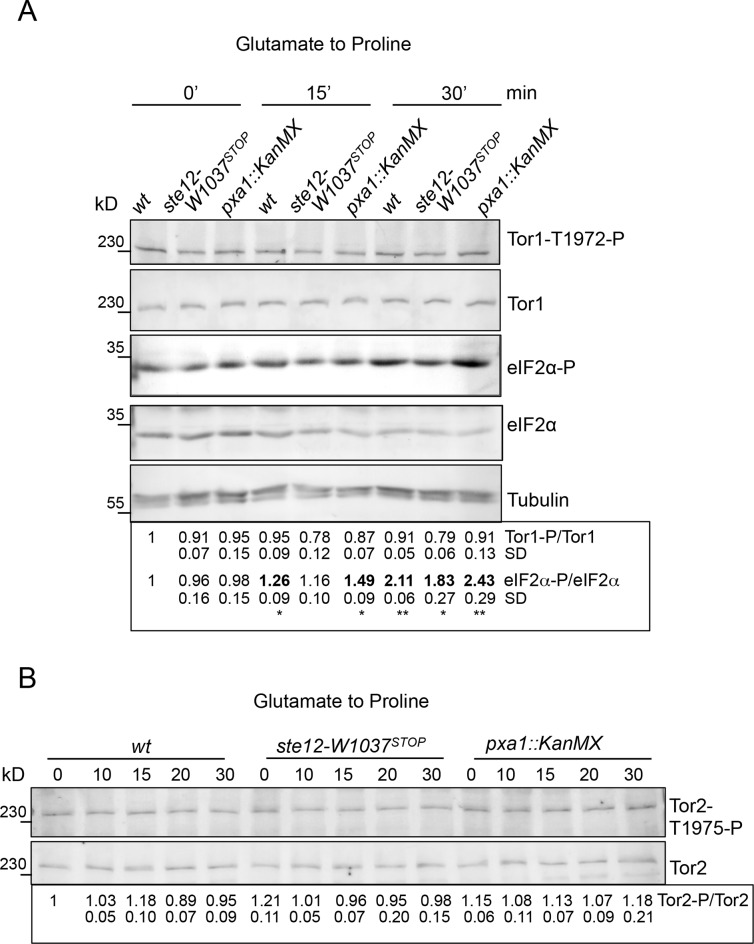 Fig 7