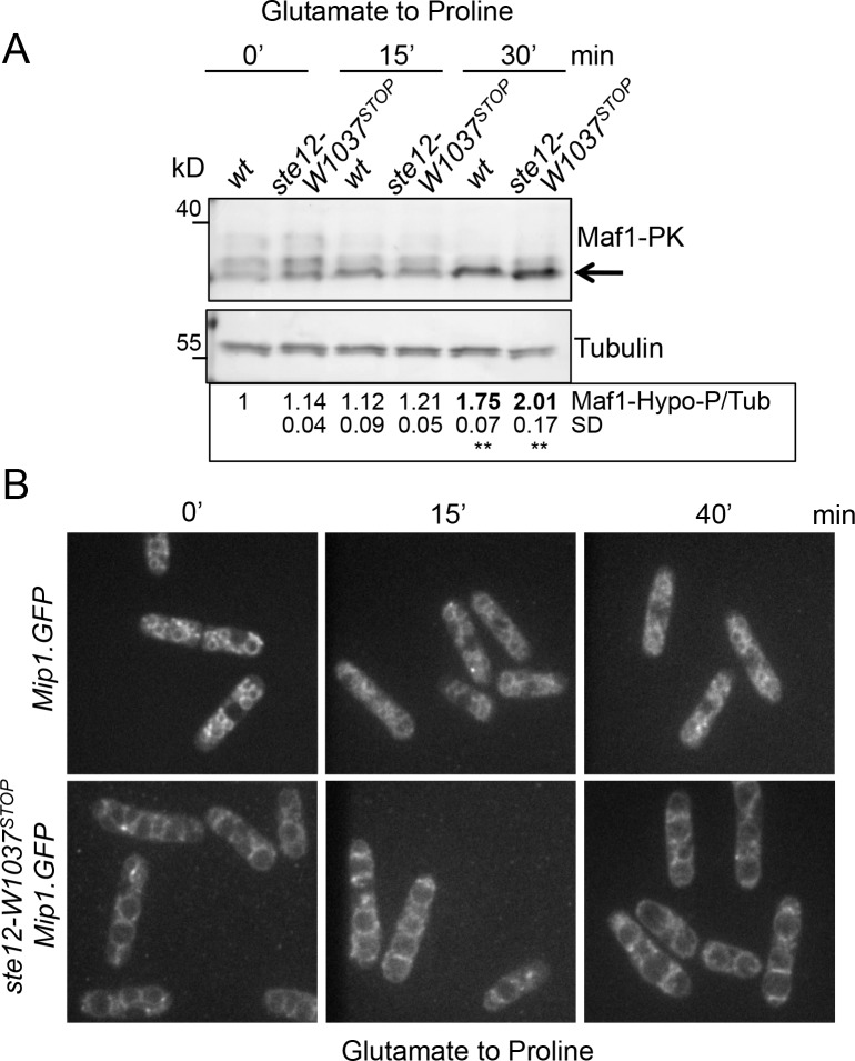 Fig 5