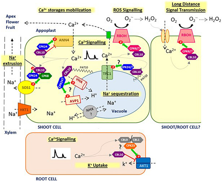 FIGURE 1