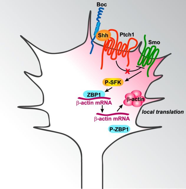 Figure 7.