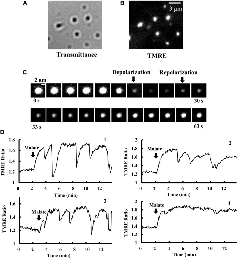 FIGURE 1