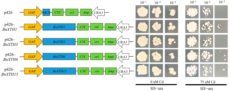 Figure 7