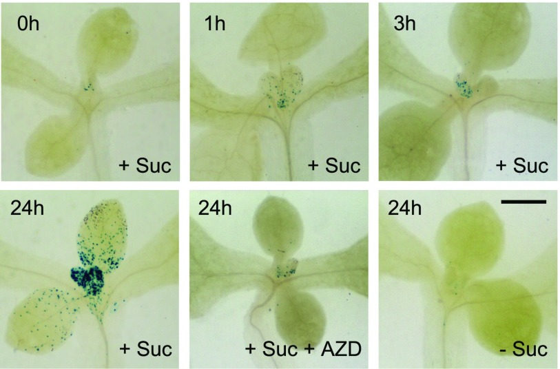 Figure 7.