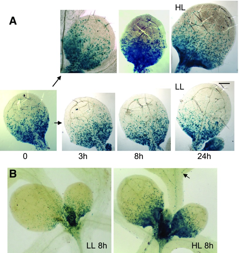 Figure 11.