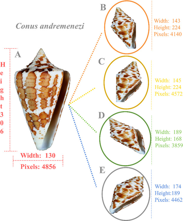 Fig 3