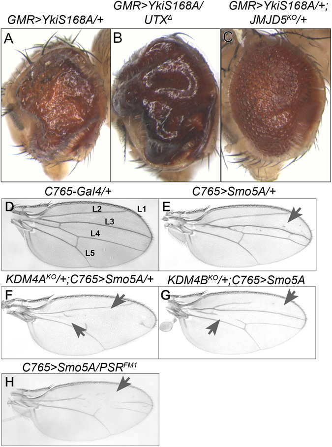 Figure 6