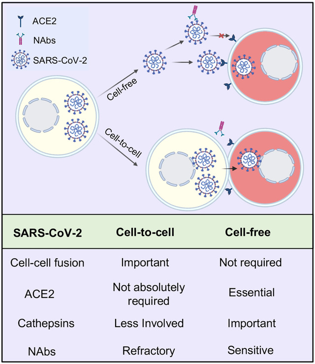 graphic file with name nihpp-2021.06.01.446579v1-f0001.jpg