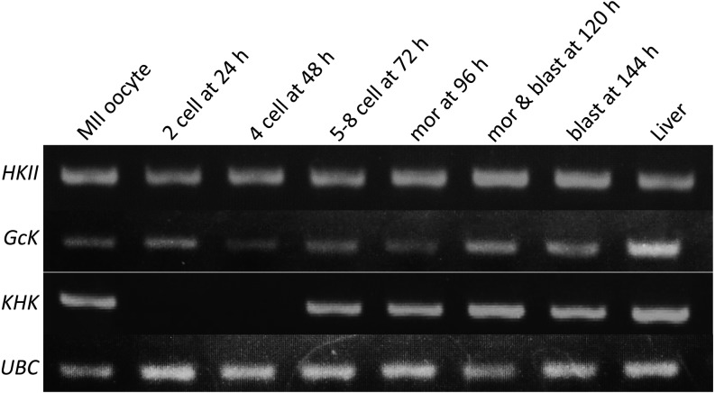 Fig. 10.