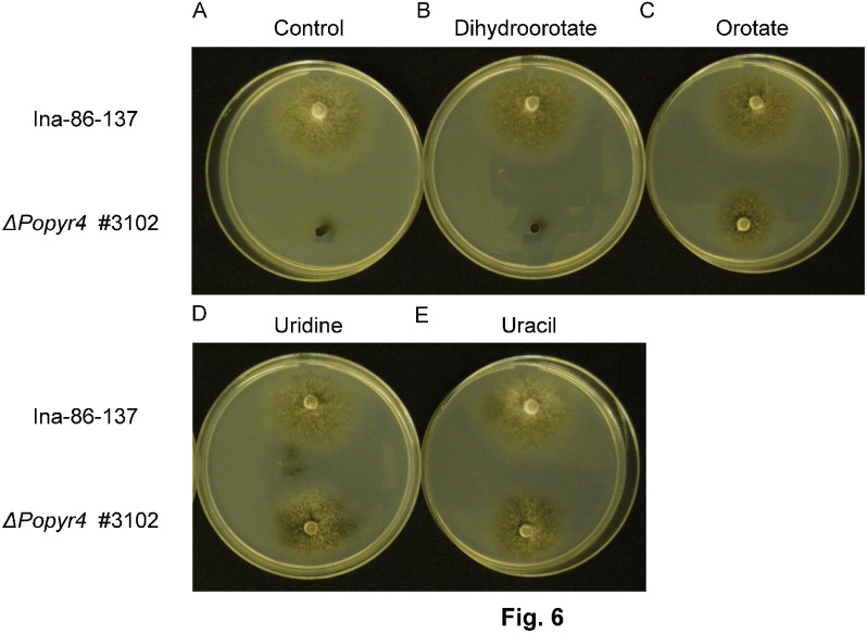 Fig. 6. Recovery test of P. oryzae on a minimal medium agar plate using wild-type (Ina-86-137) and DHODH II gene-disruption mutant (ΔPopyr4 #3102) strains. Plates show the additive-free control (A) and added dihydroorotate (B), orotate (C), uridine (D), and uracil (E). Dihydroorotate or orotate was added at 250 ppm, and uridine or uracil was added at 50 ppm.