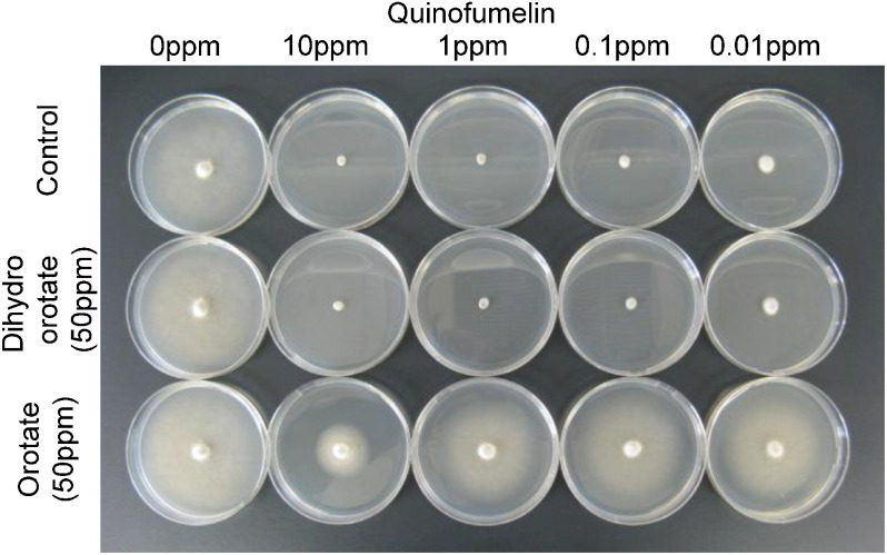 Fig. 3. Recovery test of P. oryzae on minimal medium agar plates. Recovery of mycelial growth was tested by adding dihydroorotate or orotate at 50 ppm to plates on which quinofumelin had been added at 0–10 ppm.