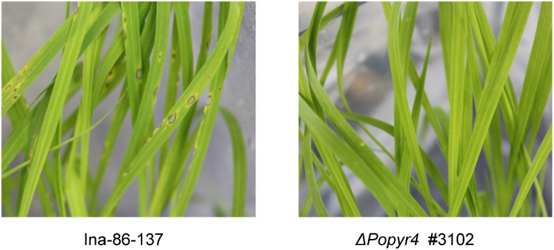 Fig. 7. Pathogenicity test of the P. oryzae PYR4 disruption mutant. Rice leaves (Oryza sativa cv. Sachikaze) were sprayed with conidial solution from the wild-type (Ina-86-137) and disruption mutant (ΔPopyr4 #3102).