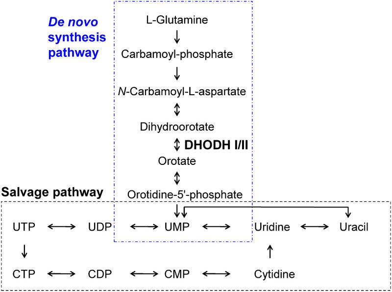 Fig. 1. Pyrimidine biosynthesis pathways in P. oryzae. Pathways are drawn based on the Kyoto Encyclopedia of Genes and Genomes (KEGG) database. Abbreviations: UTP, uridine triphosphate; UDP, uridine diphosphate; UMP, uridine monophosphate; CTP, cytidine triphosphate; CDP, cytidine diphosphate; CMP, cytidine monophosphate.