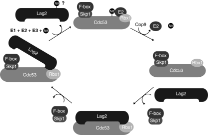 Figure 7