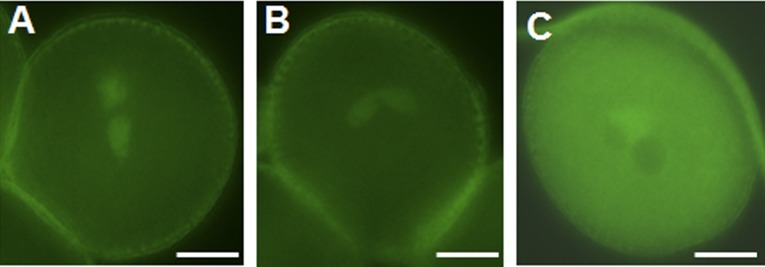 Fig. S7.