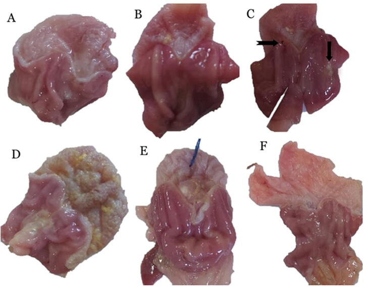 Fig. 4