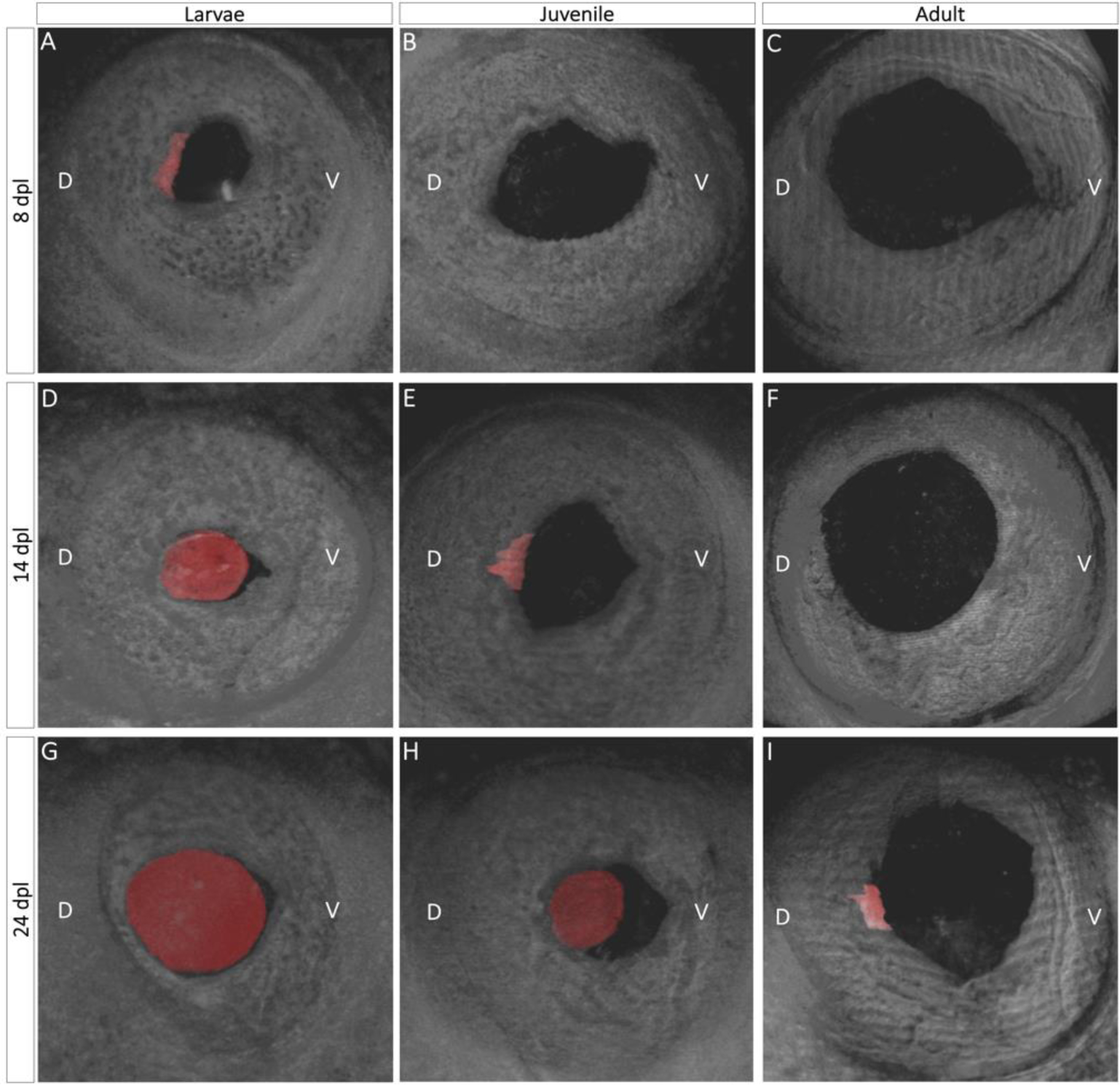 Fig. 2: