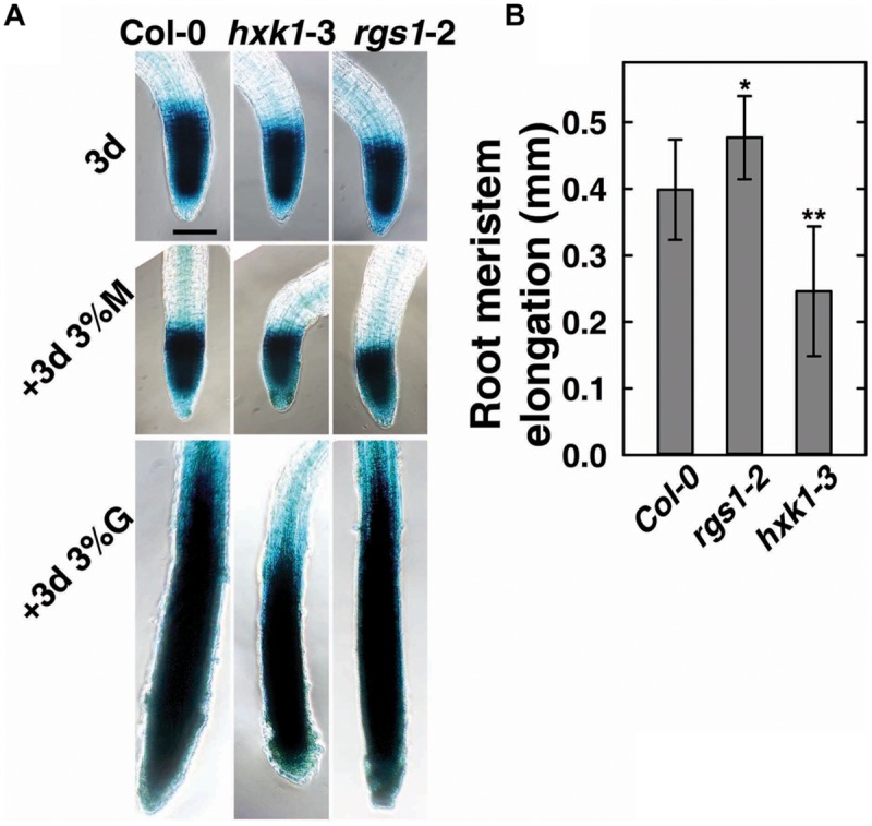 FIGURE 3