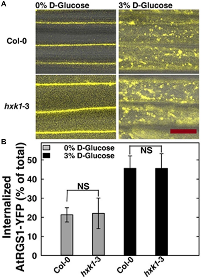 FIGURE 4