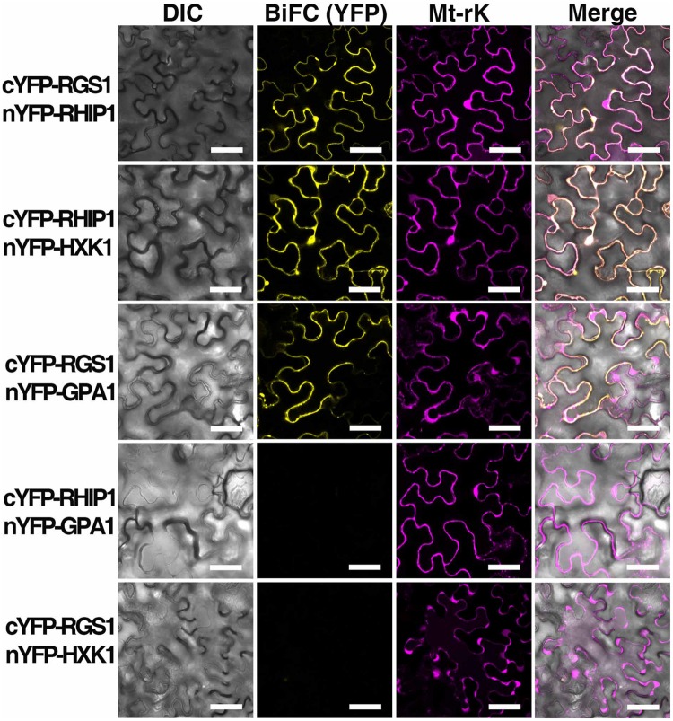 FIGURE 6