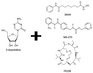 graphic file with name genes-10-00927-i001.jpg