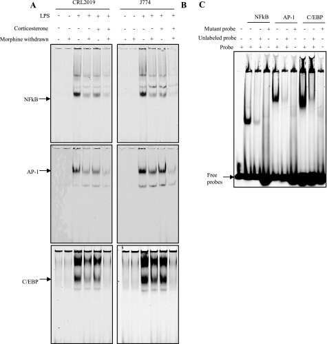 FIGURE 4.