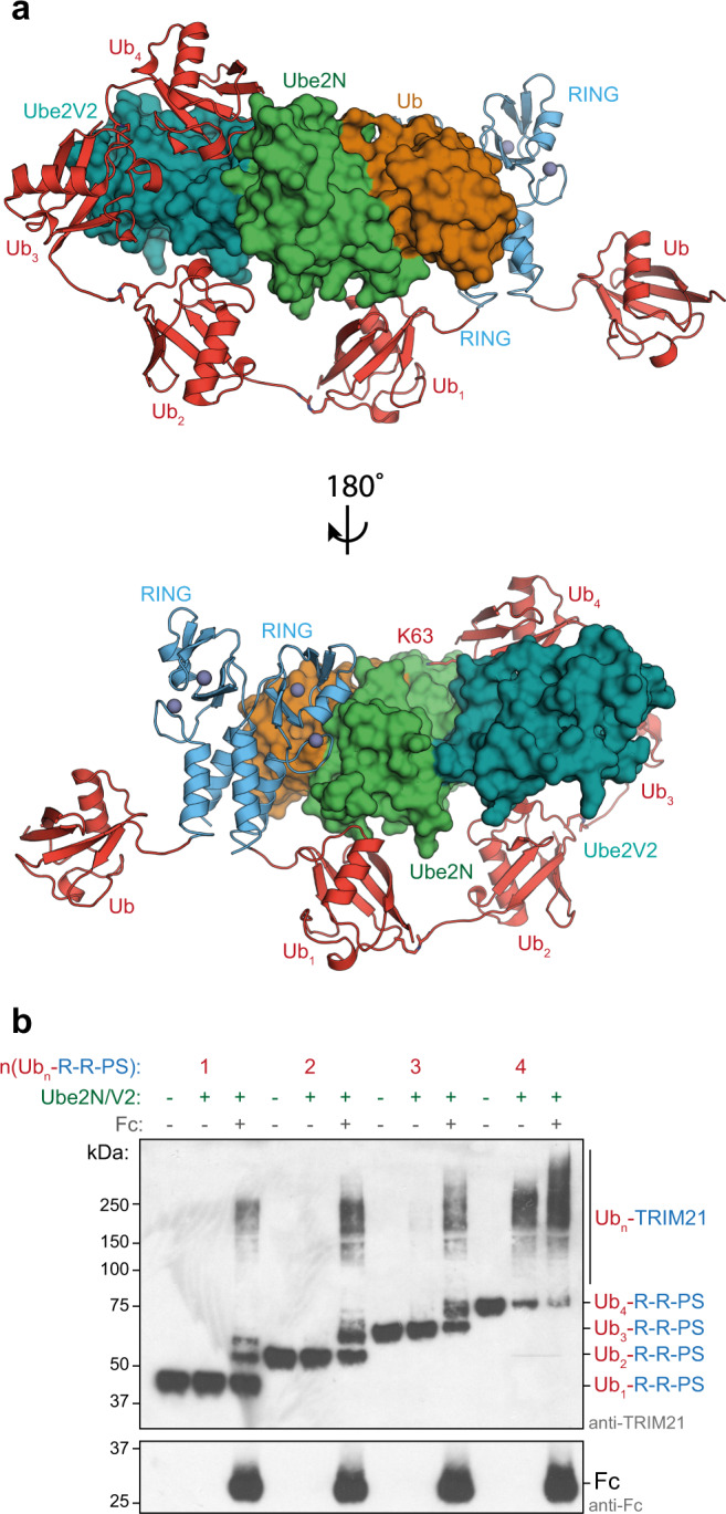 Fig. 4