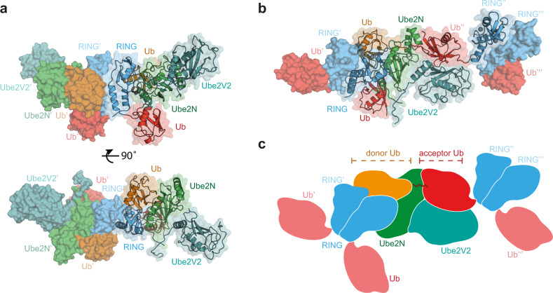 Fig. 1