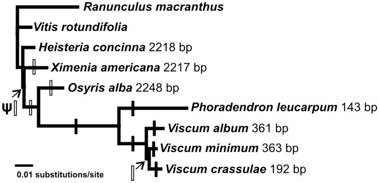 Fig. 4.—