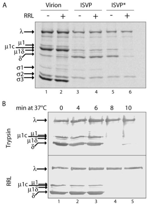 FIGURE 3