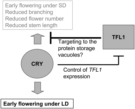 Figure 7.—