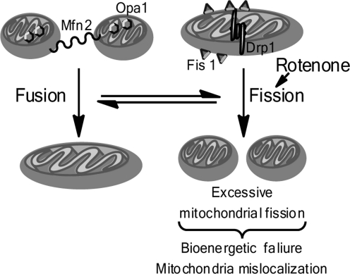 FIG. 1.