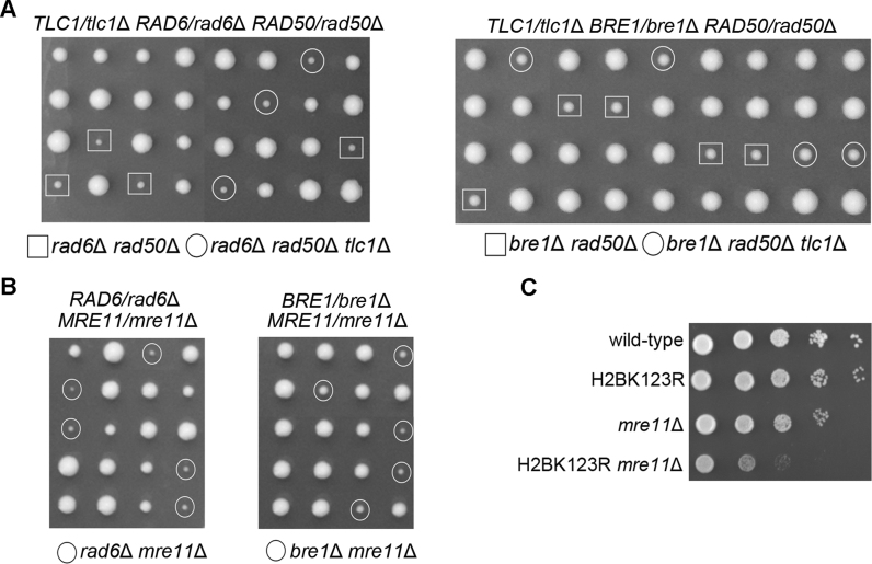 Figure 5.