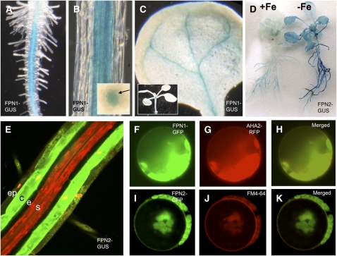 Figure 2.