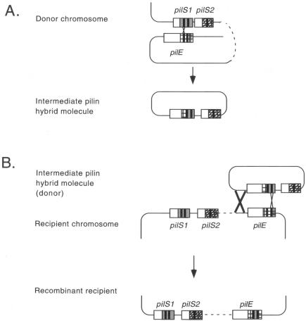 FIG. 2.