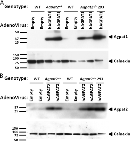 FIGURE 10.