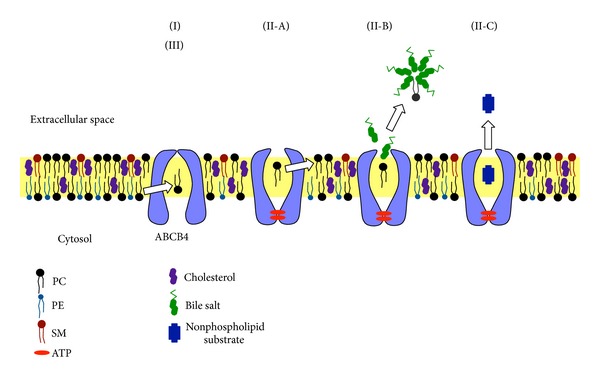 Figure 6