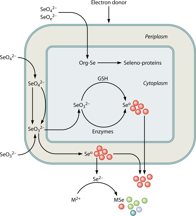 FIG 11