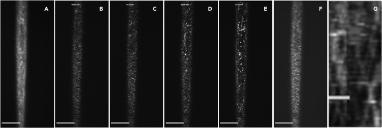 Figure 9