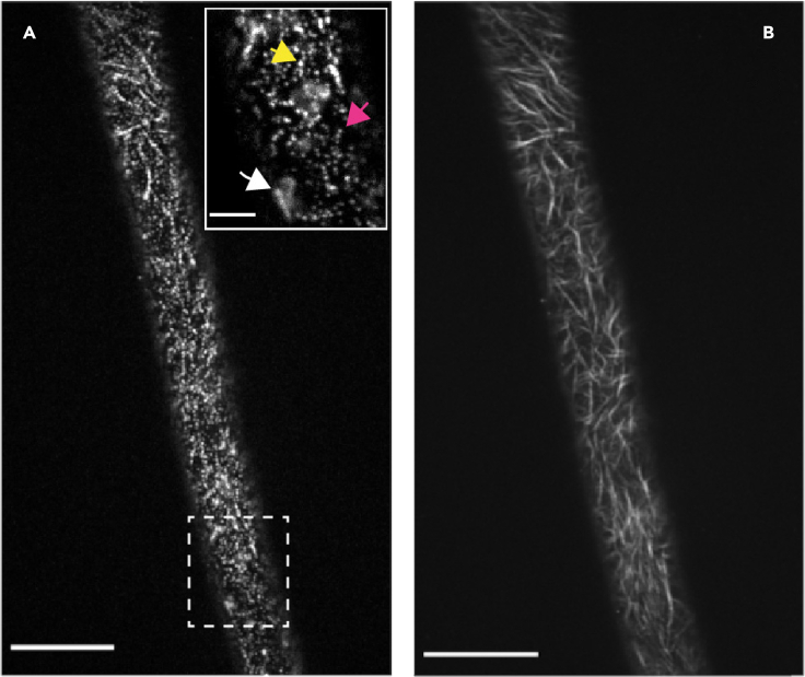 Figure 3