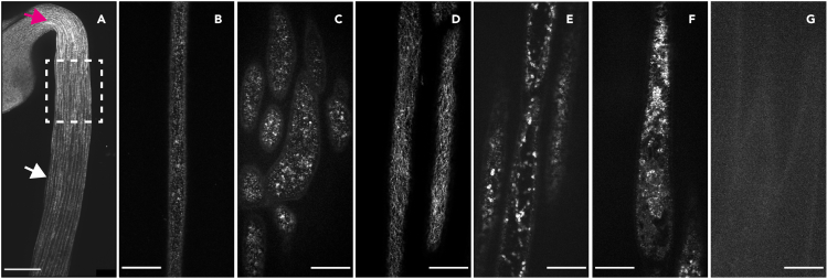 Figure 7