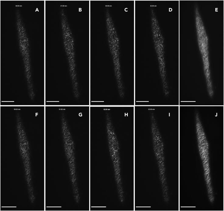 Figure 4